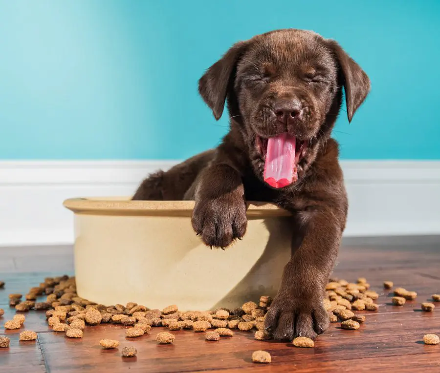 Dirty Dog Depot | Tega Cay, SC | puppy sitting in kibble bowl