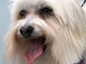 Dirty Dog Depot | Tega Cay, SC | cute white dog after bath