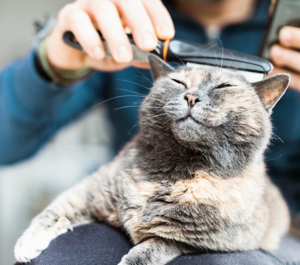 Dirty Dog Depot | Tega Cay, SC | satisfied cat getting groomed