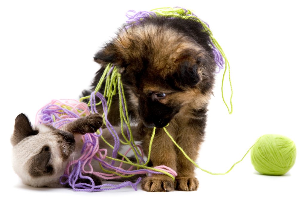 Dirty Dog Depot | Tega Cay, SC | puppy and kitten playing with green pink and purple yarn